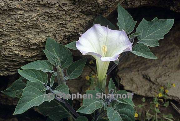 datura wrightii 1 graphic